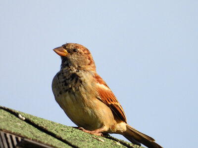 Finch sitting on the roof photo