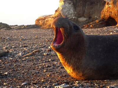 Bull Elephant Seal Announcing His Arrival
