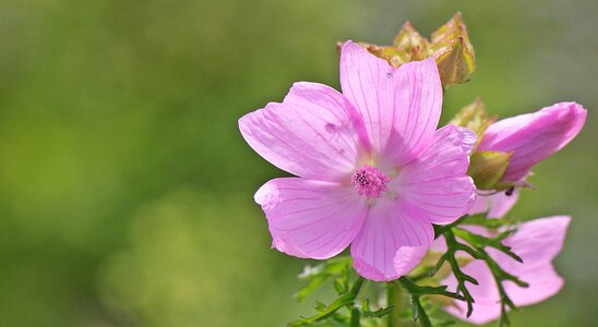 Beautiful Flowers blooming blossom photo