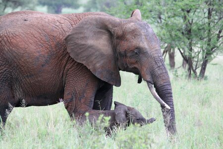 Tarangire wild animal safari photo