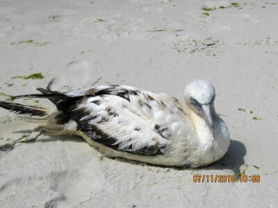 Gannet sand photo