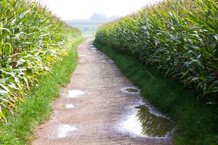 Cereals food autumn photo