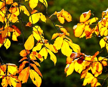 Autumn autumn season branch