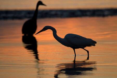 Great Egret and Great Blue Heron photo