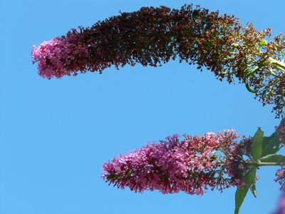 Buddleja davidii summer lilac bush photo