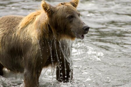 Bear brown brown bear