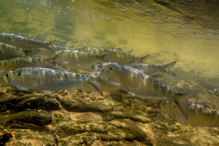  Alewife-3