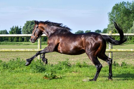 Animal beautiful photo cavalry