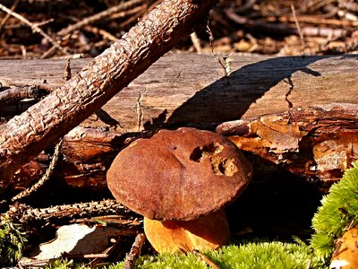 Mechh detail dry branch