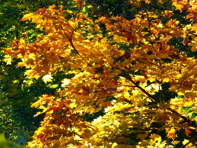 Autumn colored nature