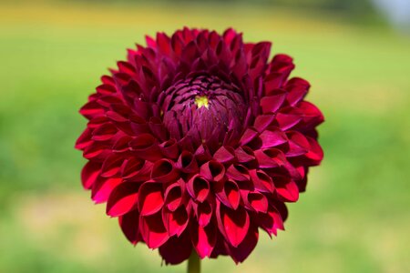 Beautiful Flowers blooming blossom