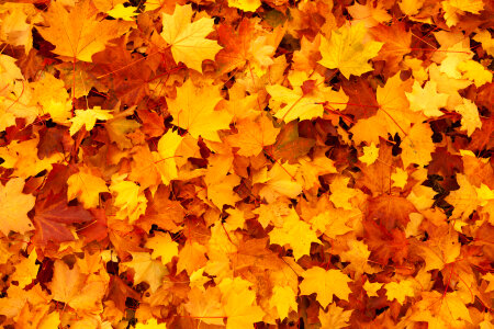 Maple Leaves Background photo
