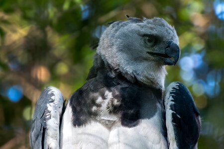 Bird fly wings photo