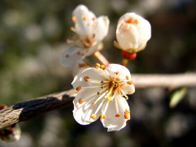 Bloom blossom branch