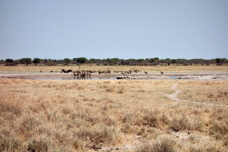 Animals vultures prearies photo