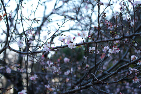 4 Cherry blossoms