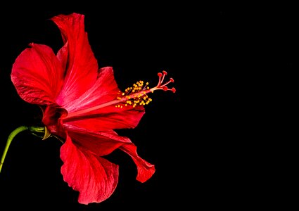 Flower red marshmallow photo