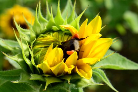 Beautiful Flowers blooming blossom