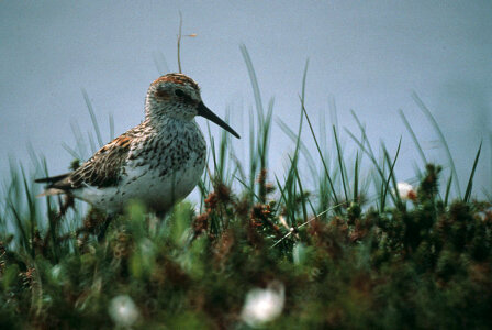 Western Sandpiper-2 photo