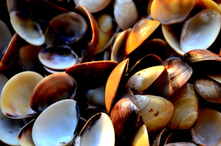 Shells Sea photo