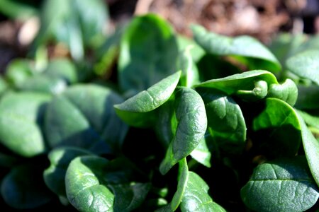 Dark Green green leaves greenish yellow photo