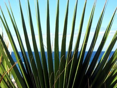 Pointed green nature