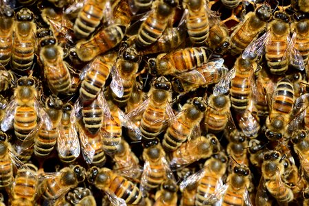 Buckfast insect golden