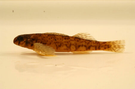 Etheostoma blennioides blennioides