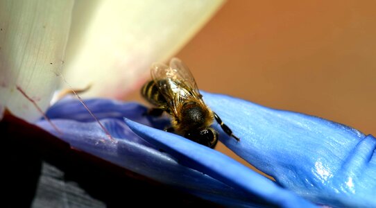 Animal arthropod bee