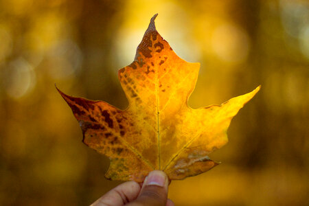Person Holding Yellow Maple Leaf photo