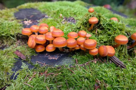 Galerina mutabilis pholiota mutabilis traeuschlingsverwandten photo