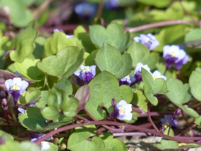 Blue violet purple
