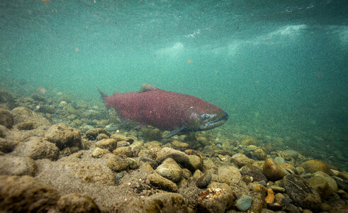 Chinook salmon-5