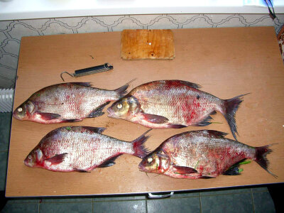 Bream Fish photo