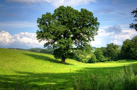 View field scenic
