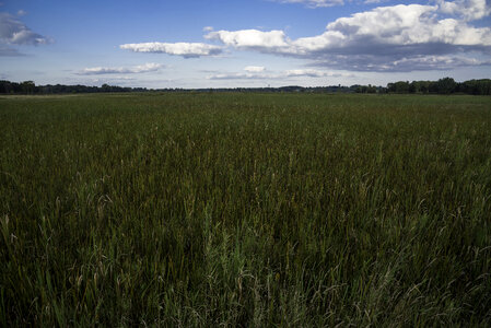 Complete landscape of Marsh Grasses at Cherokee Marsh photo