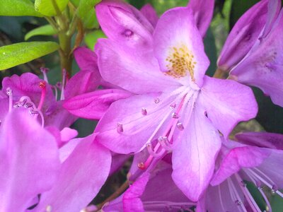Rhododendron vernal light pink