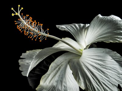 Flower white marshmallow photo