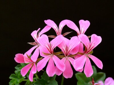 Floral pink pelargonium peltatum