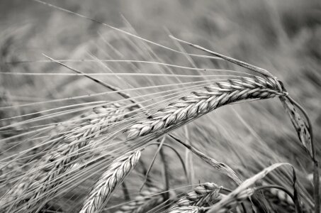 Barley beautiful read photo