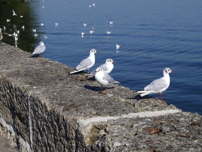 Nature gulls bird
