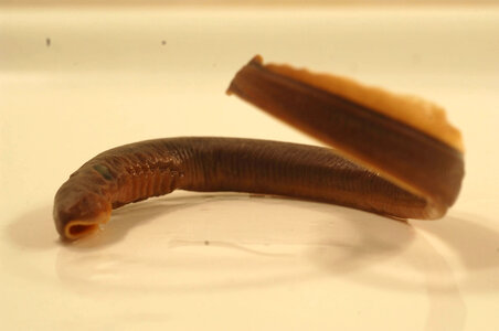 Entosphenus lethophagus