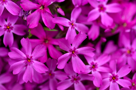 Purple Flowers Background photo