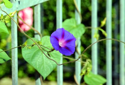 Fence flower flower garden photo