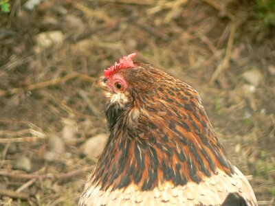 Bantam photo