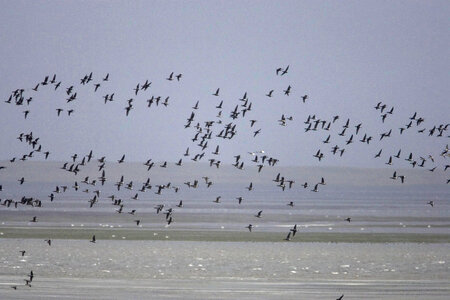 Waterfowl in flight at Izembek National Wildlife Refuge