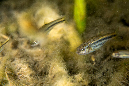 Ash Meadows Speckled Dace-4 photo