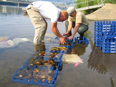 Loading mussels  for transport in a fish hauling truck