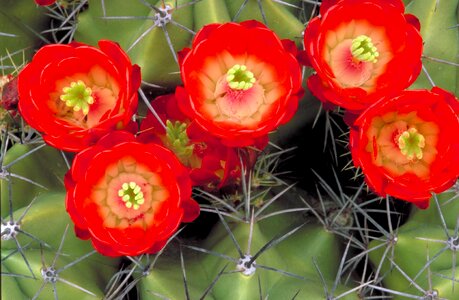 Blossoming bud cactus photo