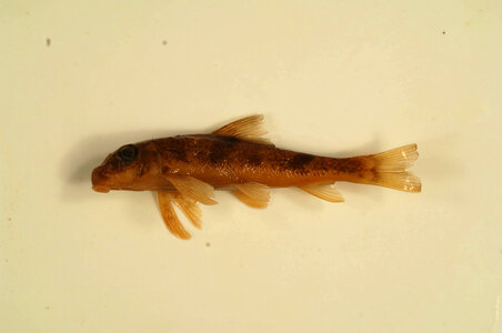 Hypentelium nigricans-1